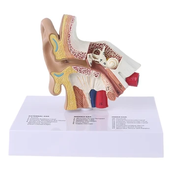 G5AA de 1,5 Ori Dimensiunea de Viață Urechea Umană Model Științifice de Anatomie bunuri de Predare Studiu Anatomic Display Școala Profesională Instrument