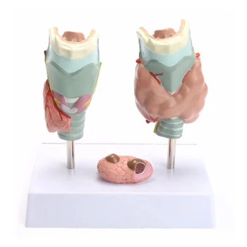 Omului Anatomică A Glandei Tiroide Model De Patologie Anatomia Sistemului Digestiv Medicale De Afișare Studiu Instrument De Predare