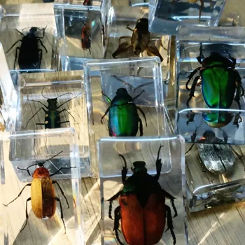 Rășină transparentă Insecta de Predare Acasă Decore Ornamente Birou Sigilat Model tridimensional al Specimen Fizic